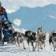 La Grande Odyssee Husky Sled Race Les Gets